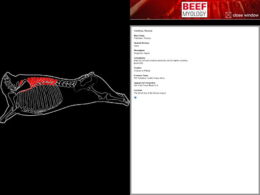 AppBeefAnatomy4