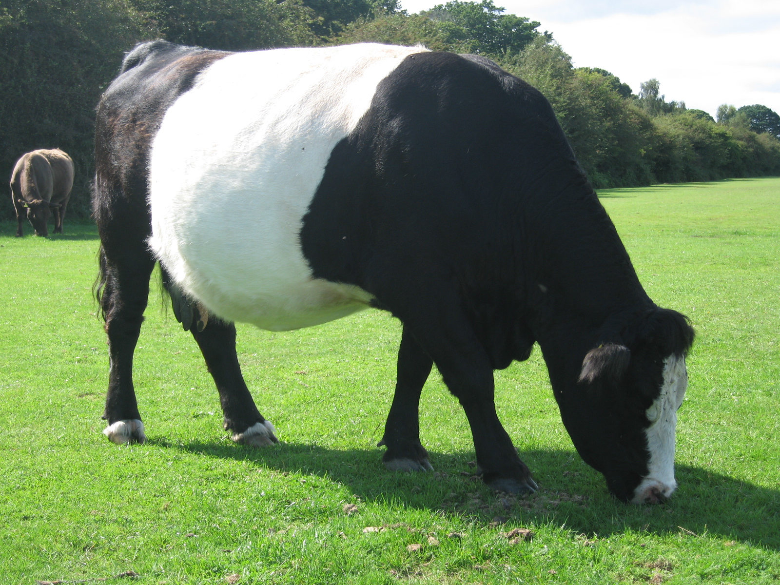 belted-galloway