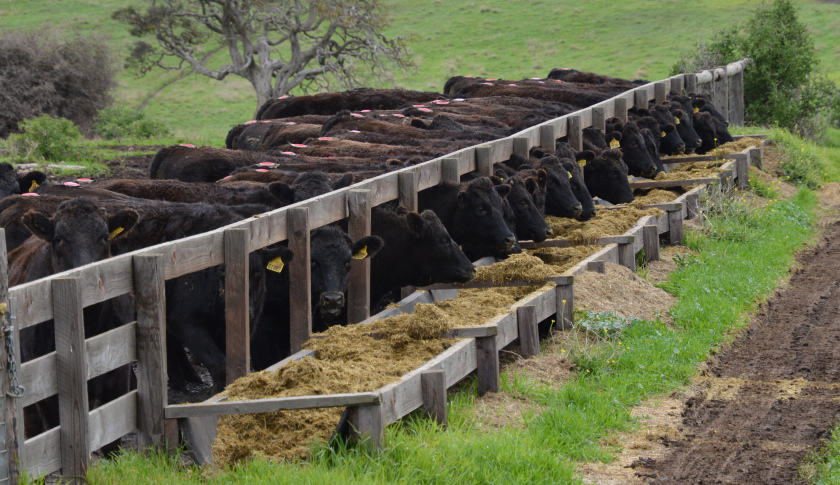 pastoral-grain-feeding