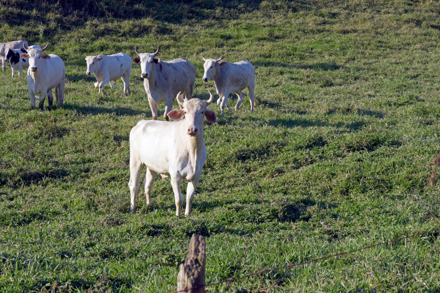 Prazo para o georreferenciamento de imóvel rural é prorrogado