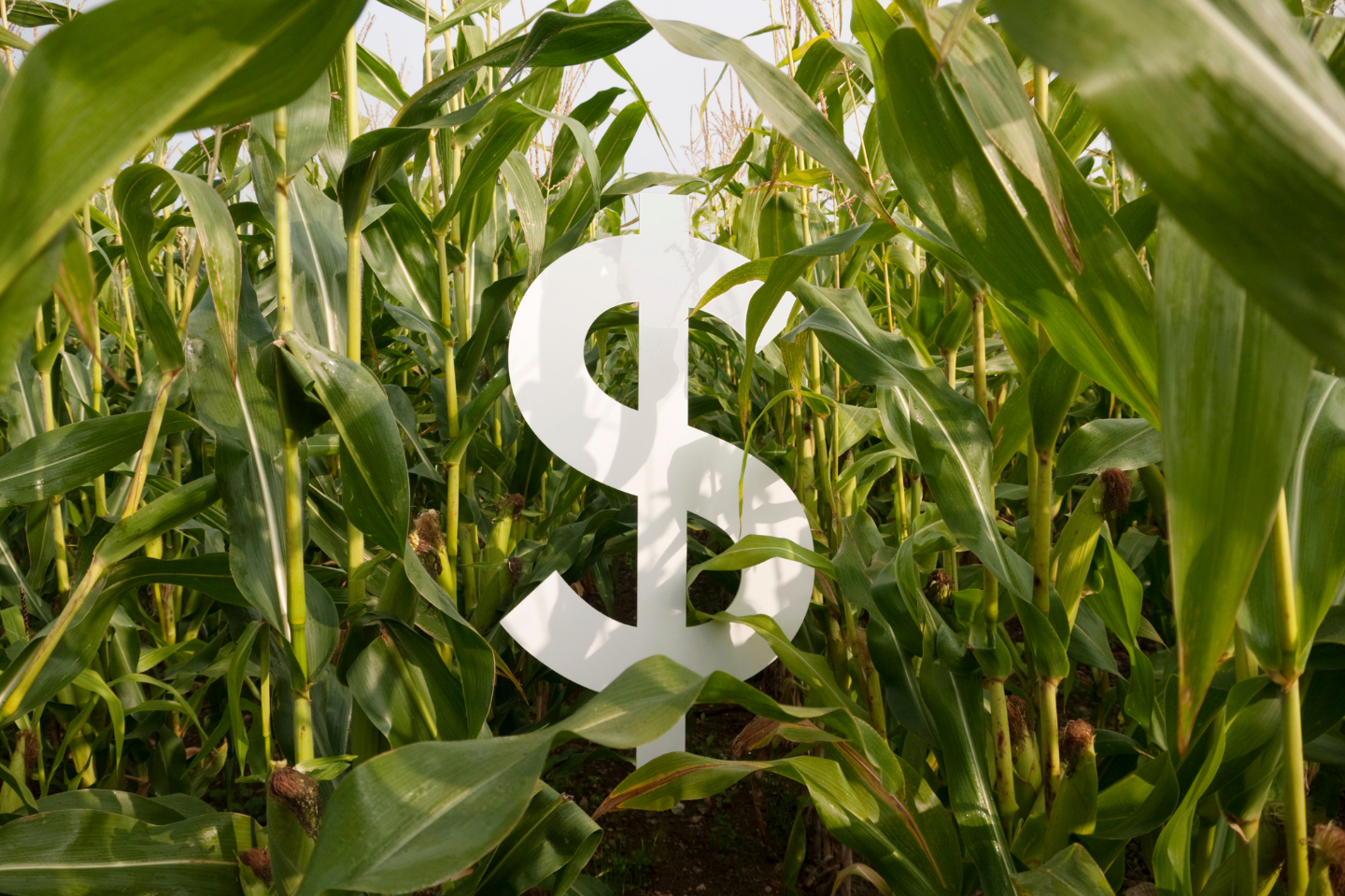 Imposto de Renda: novas regras ampliam limite para produtores rurais