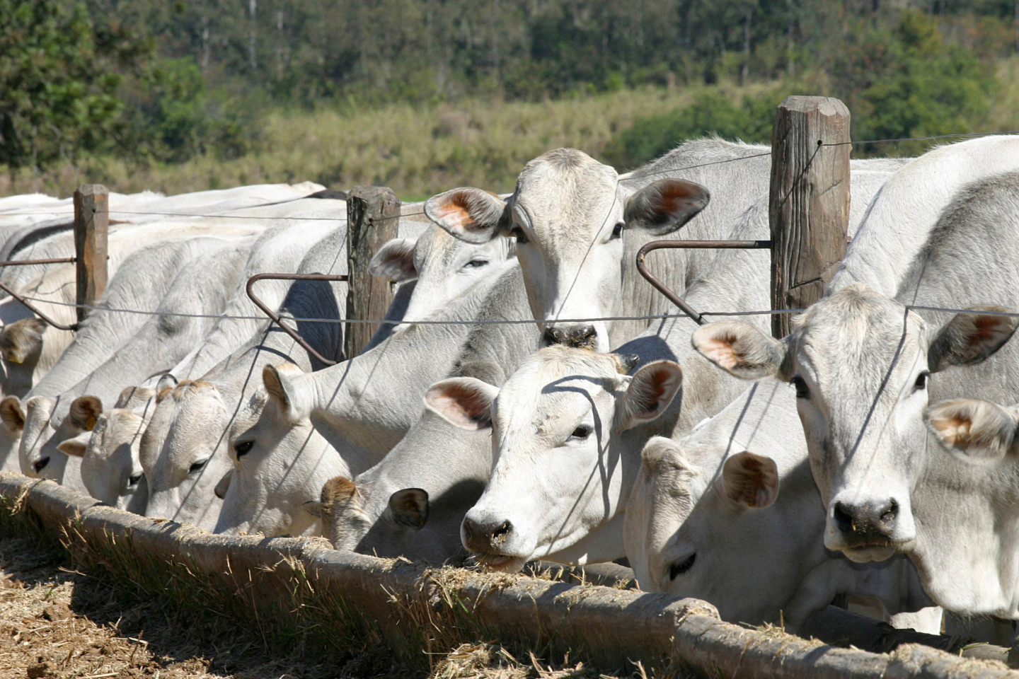 Pecuária intensiva brasileira bate recorde com 9,7 milhões de bovinos