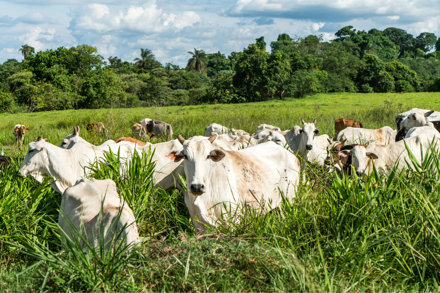 O gado é essencial para um futuro alimentar sustentável, não o inimigo