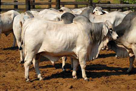 12º Leilão Berço do Tabapuã