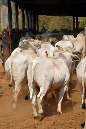 12º Leilão Berço do Tabapuã