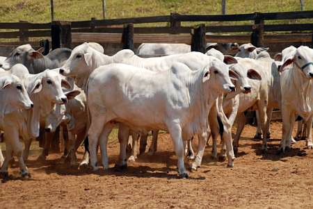12º Leilão Berço do Tabapuã