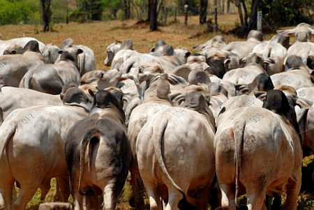 12º Leilão Berço do Tabapuã