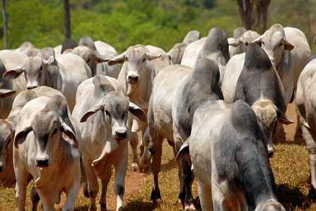 12º Leilão Berço do Tabapuã